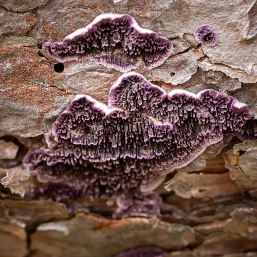 Trichaptum fuscoviolaceum