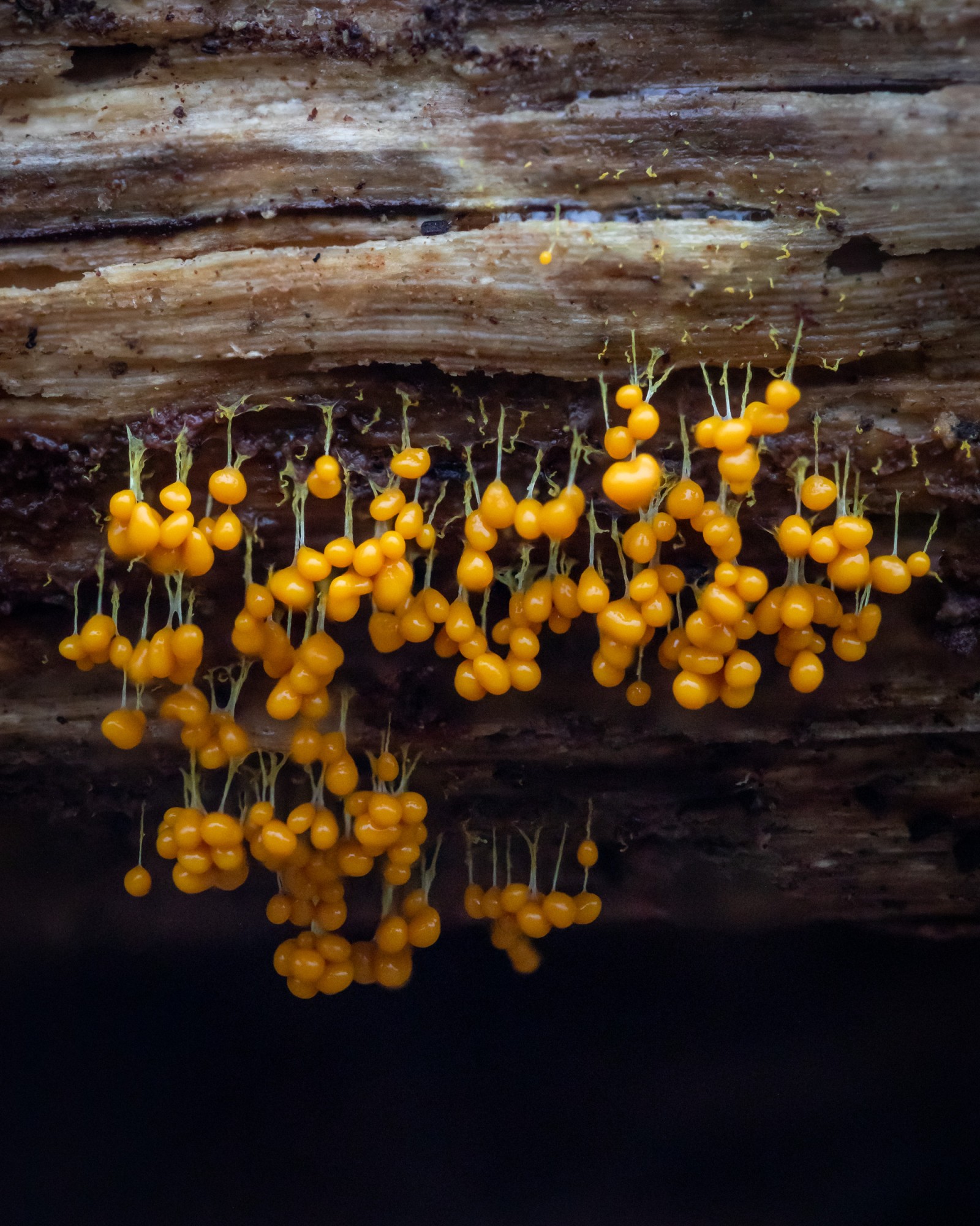 Badhamia utricularis