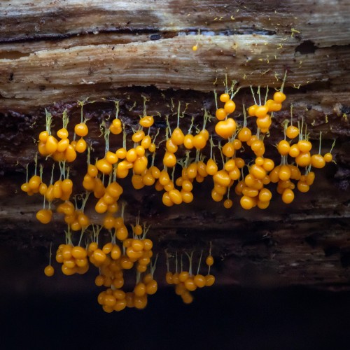 Badhamia utricularis