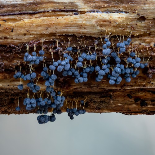Badhamia utricularis