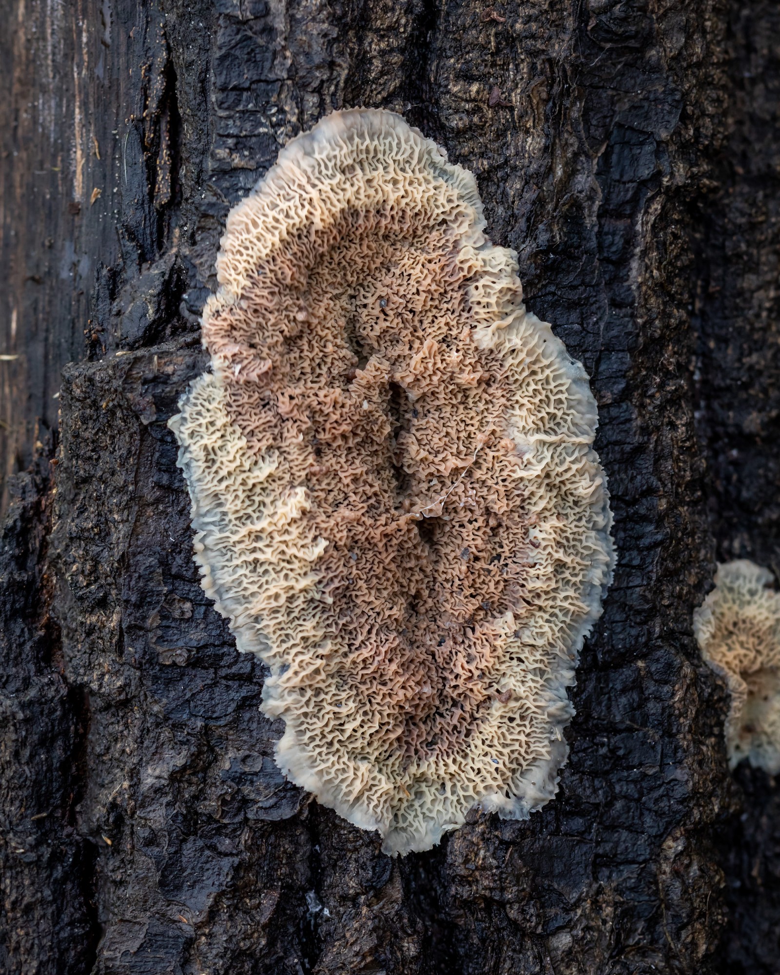 Phlebia tremellosa