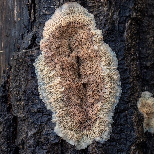 Phlebia tremellosa