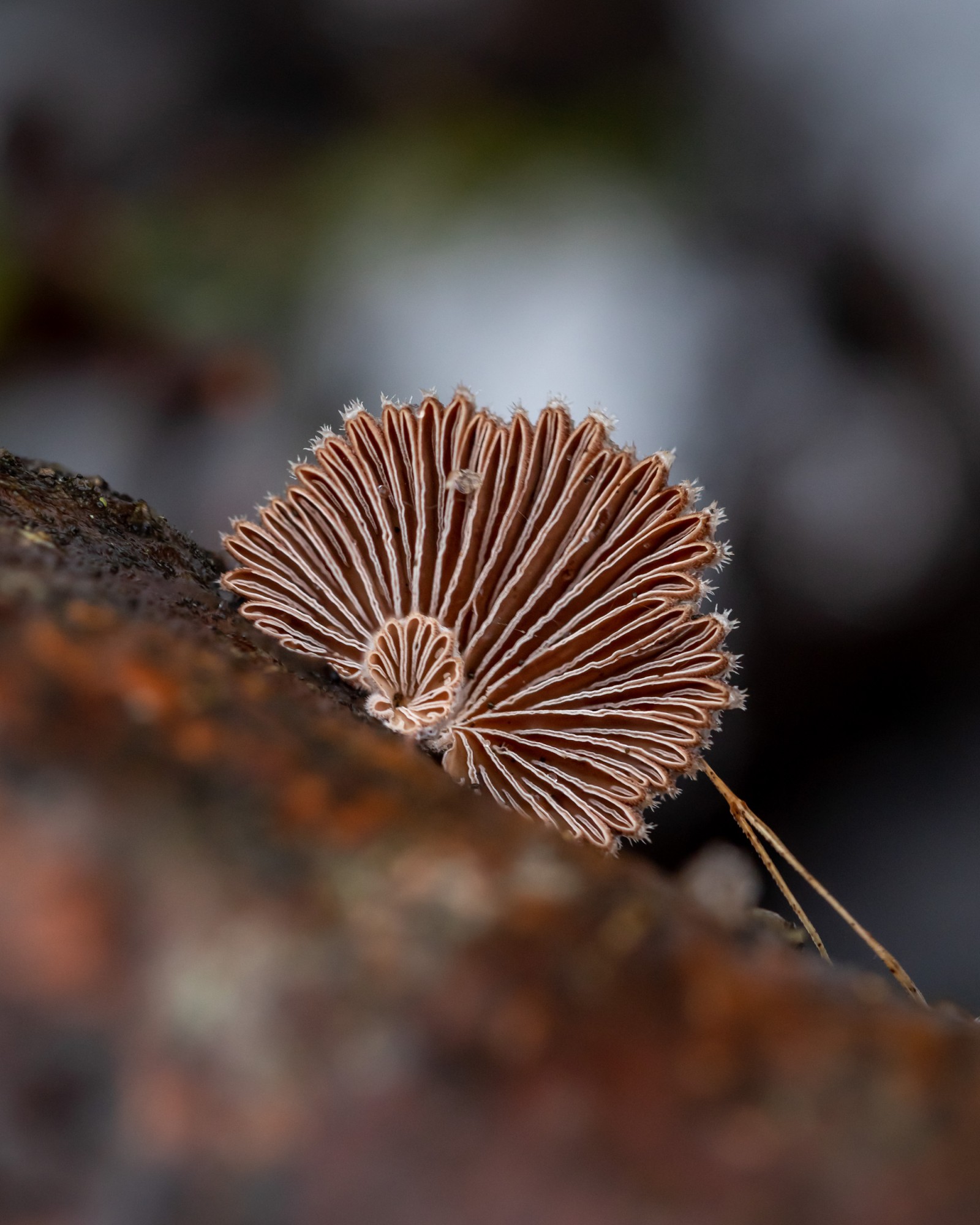 Schizophyllum commune