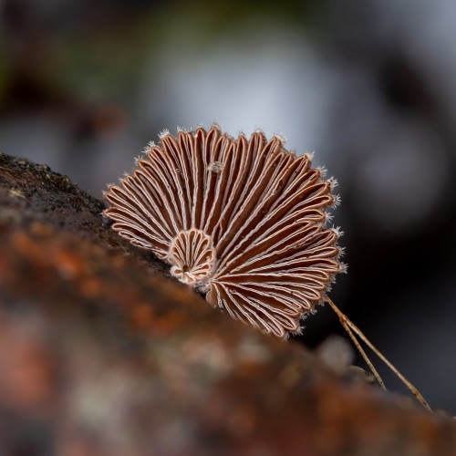 Schizophyllum commune