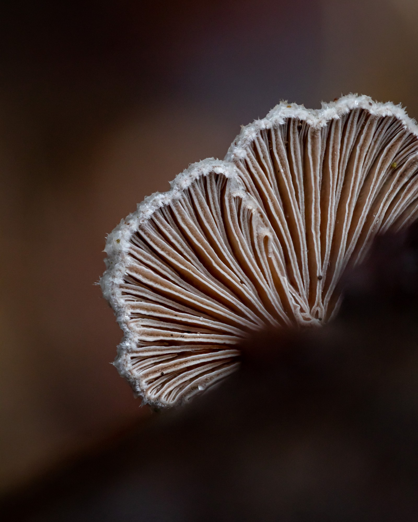 Schizophyllum commune