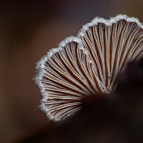 Schizophyllum commune