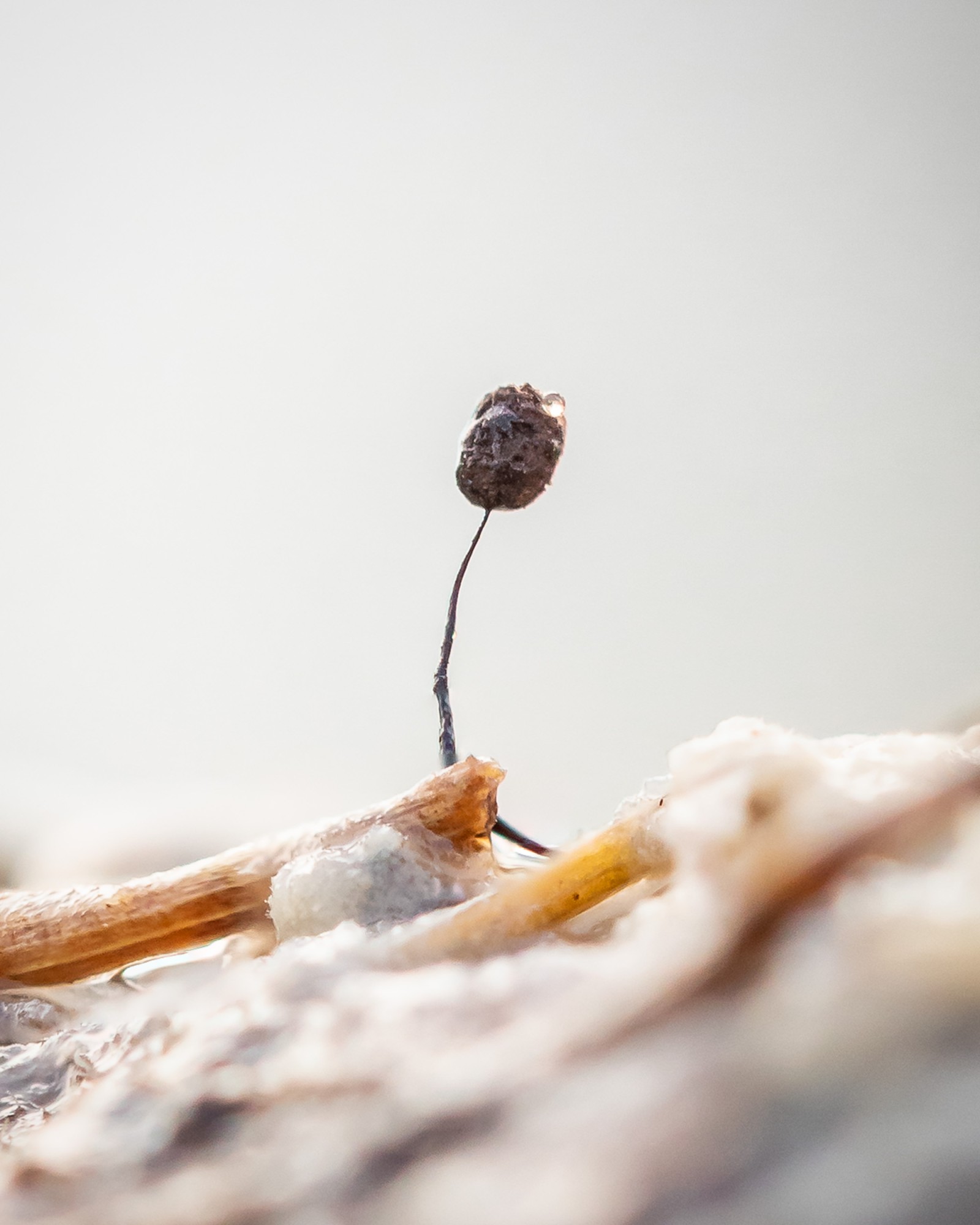 Comatricha sp.