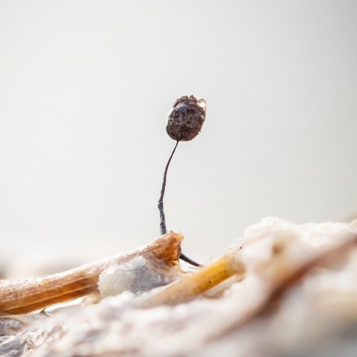 Comatricha sp.