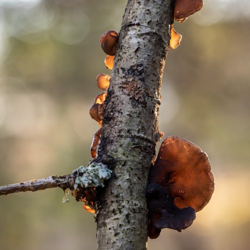 Exidia recisa