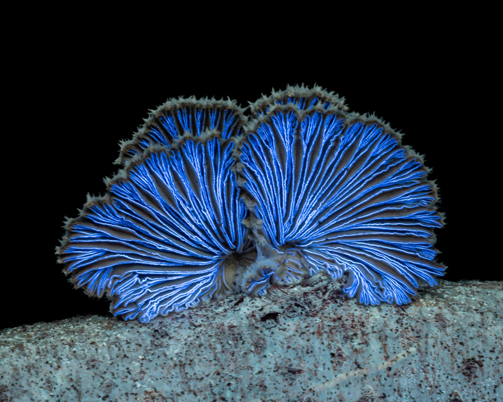 Schizophyllum commune
