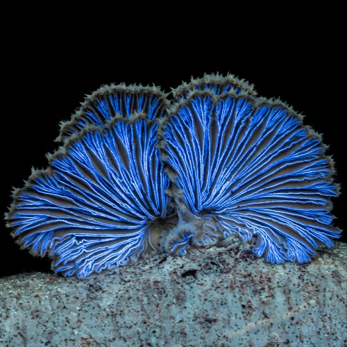 Schizophyllum commune