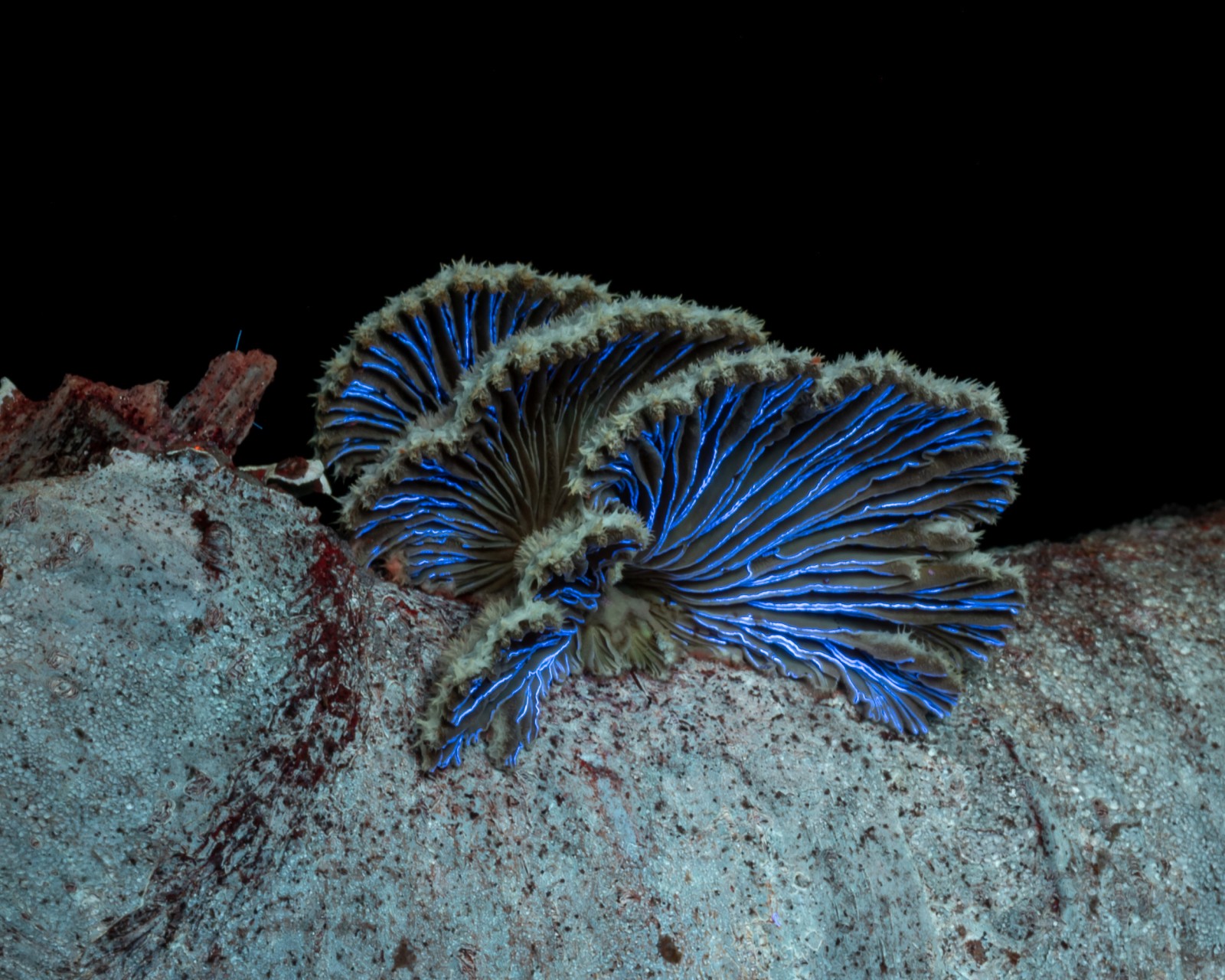 Schizophyllum commune