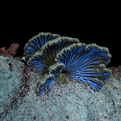 Schizophyllum commune
