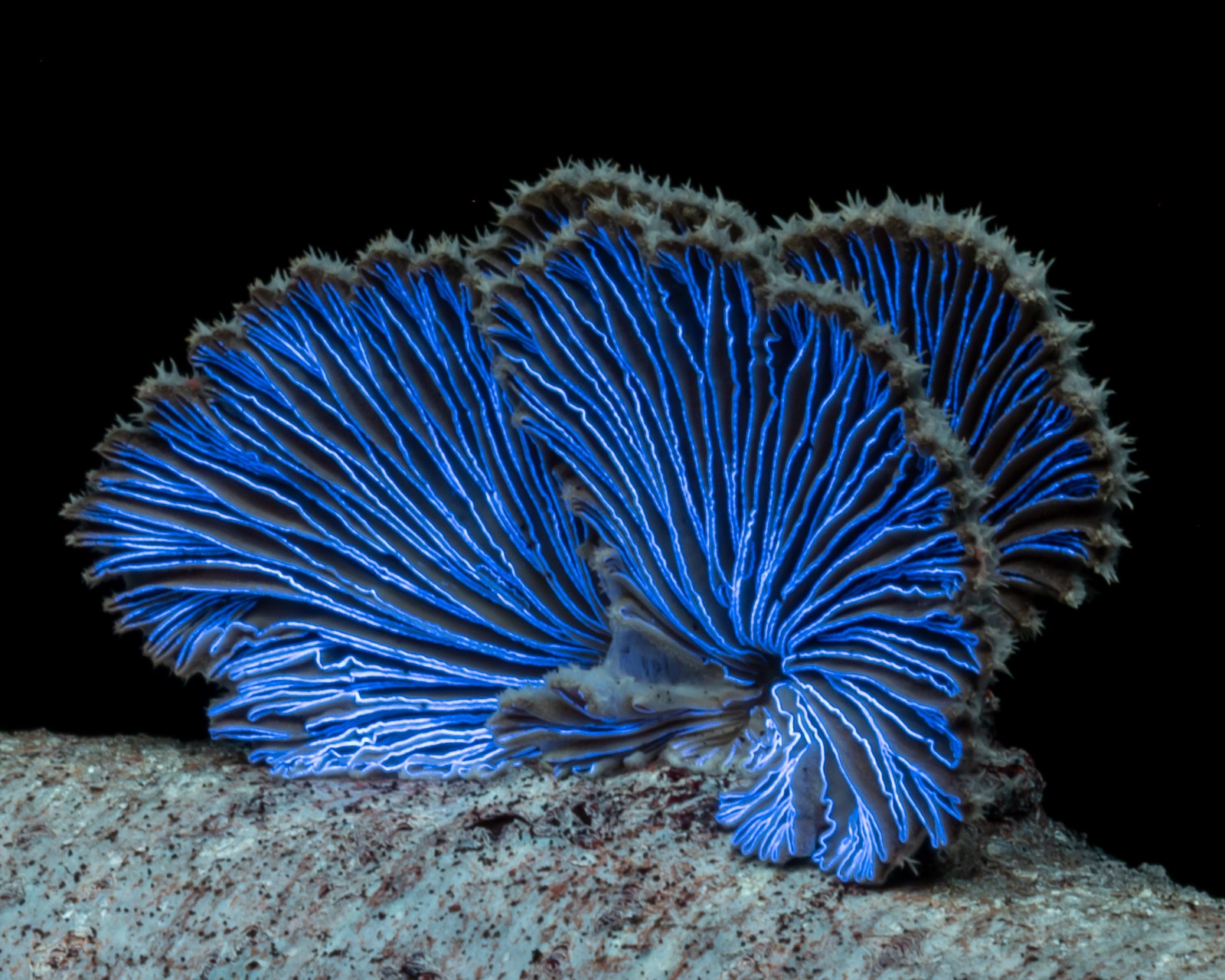 Schizophyllum commune