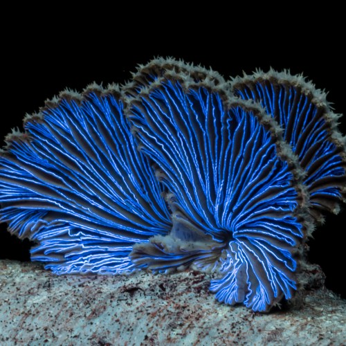 Schizophyllum commune