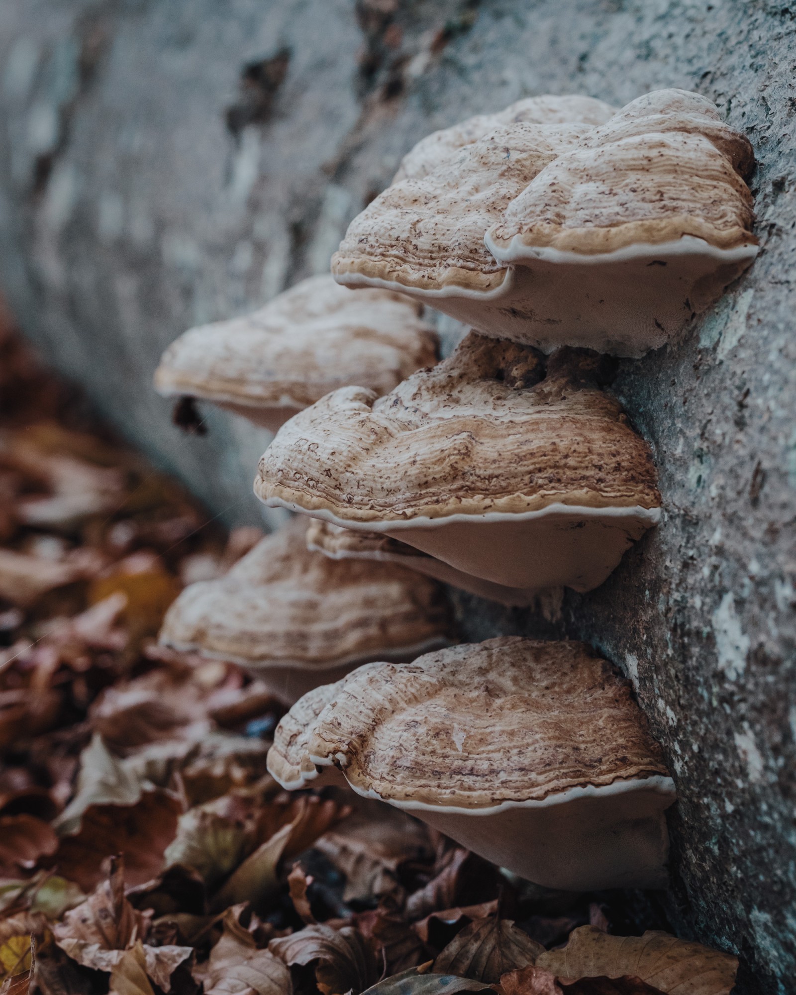 Fomes fomentarius