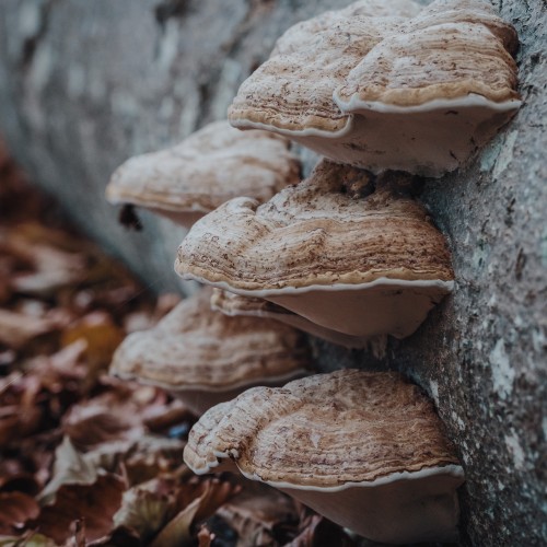 Fomes fomentarius