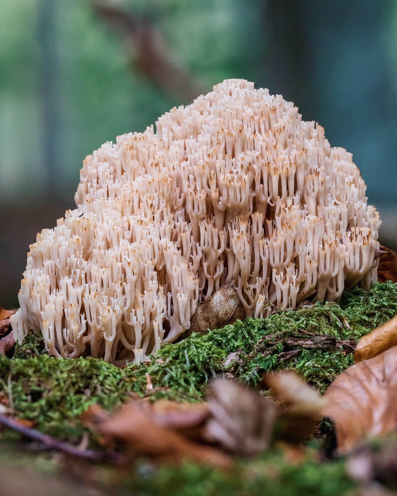 Artomyces pyxidatus