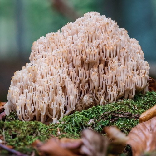 Artomyces pyxidatus