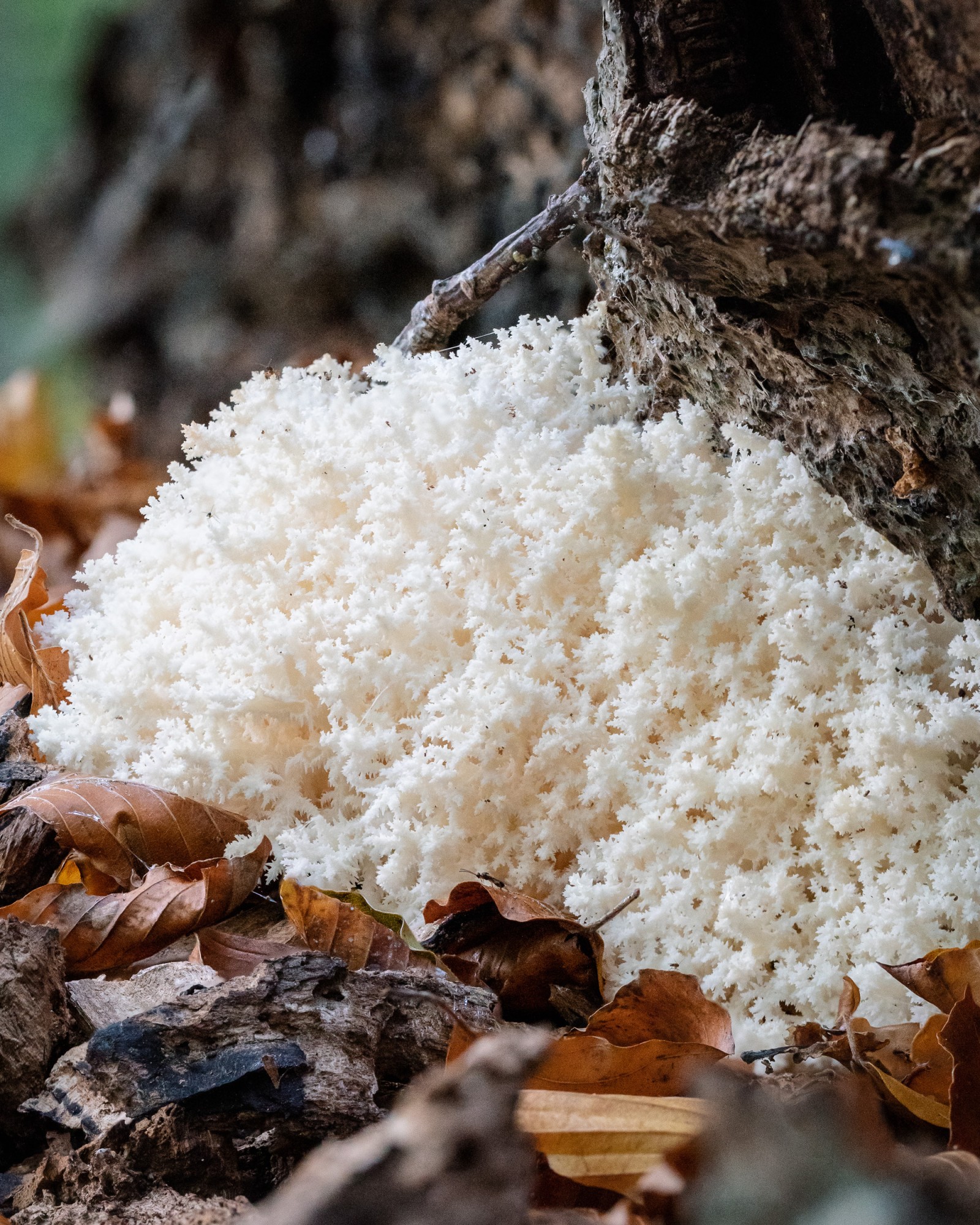 Hericium coralloides