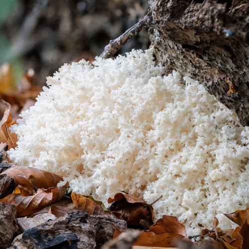 Hericium coralloides