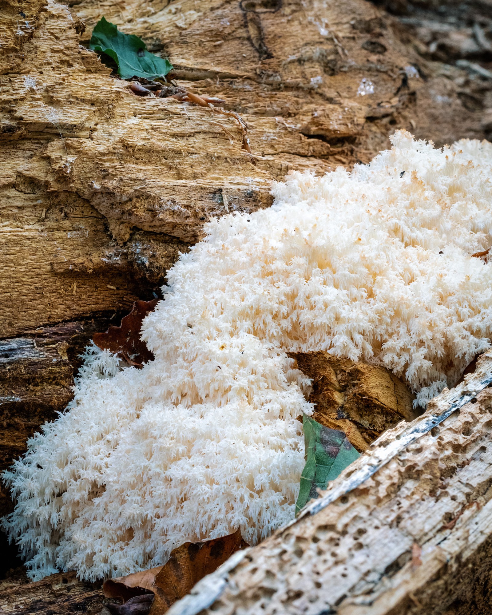 Hericium coralloides