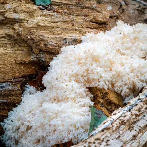 Hericium coralloides