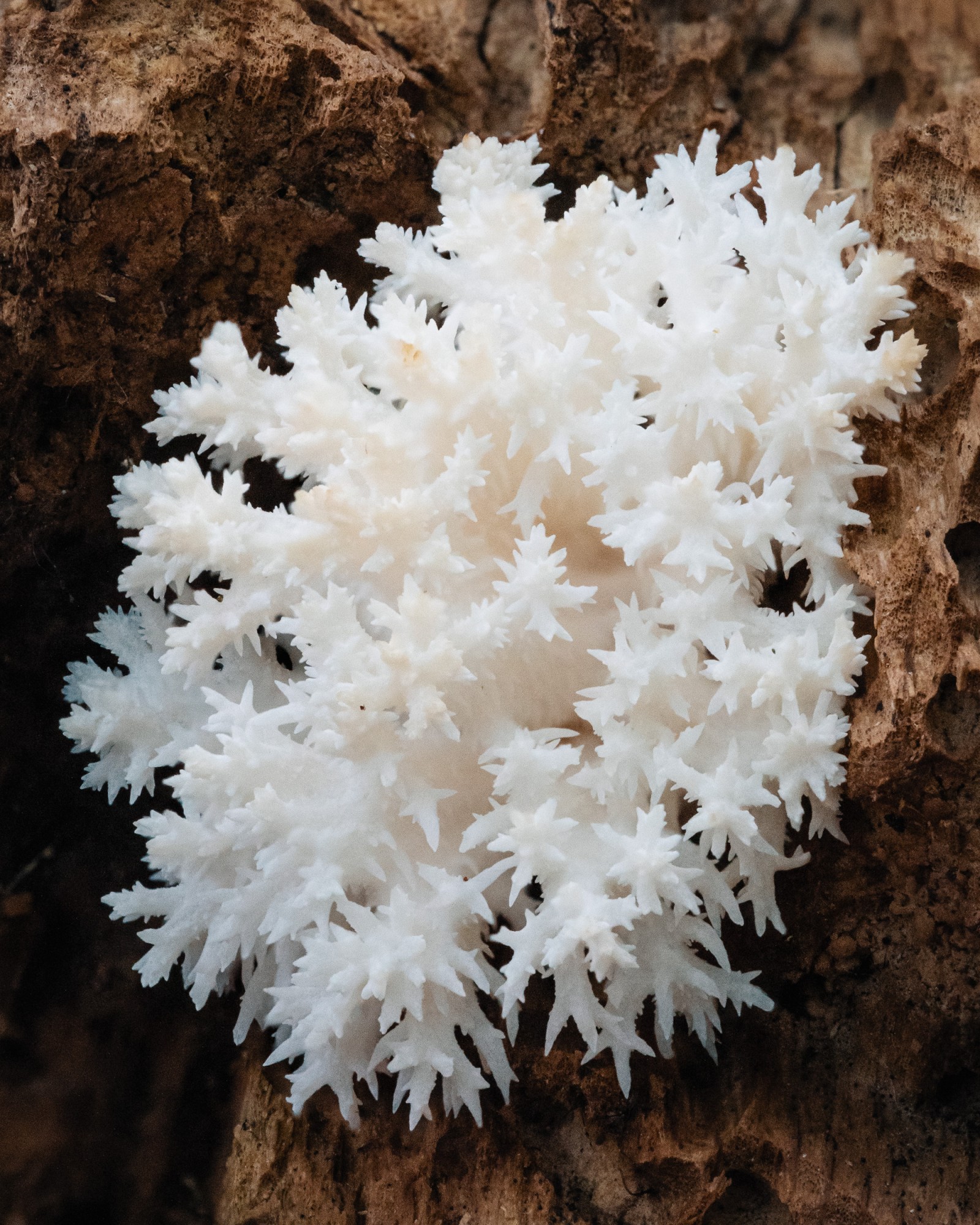 Hericium coralloides