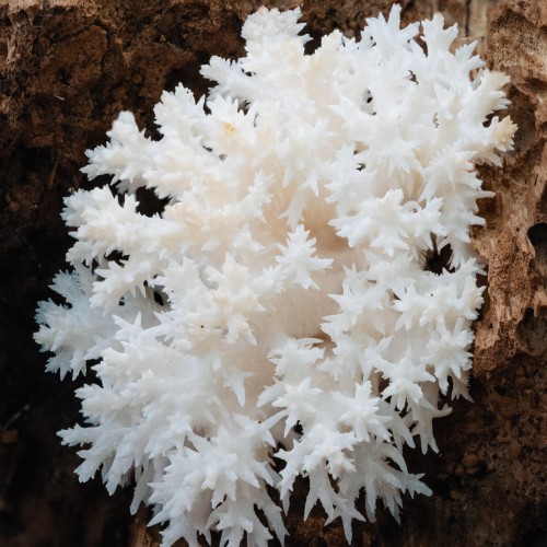 Hericium coralloides