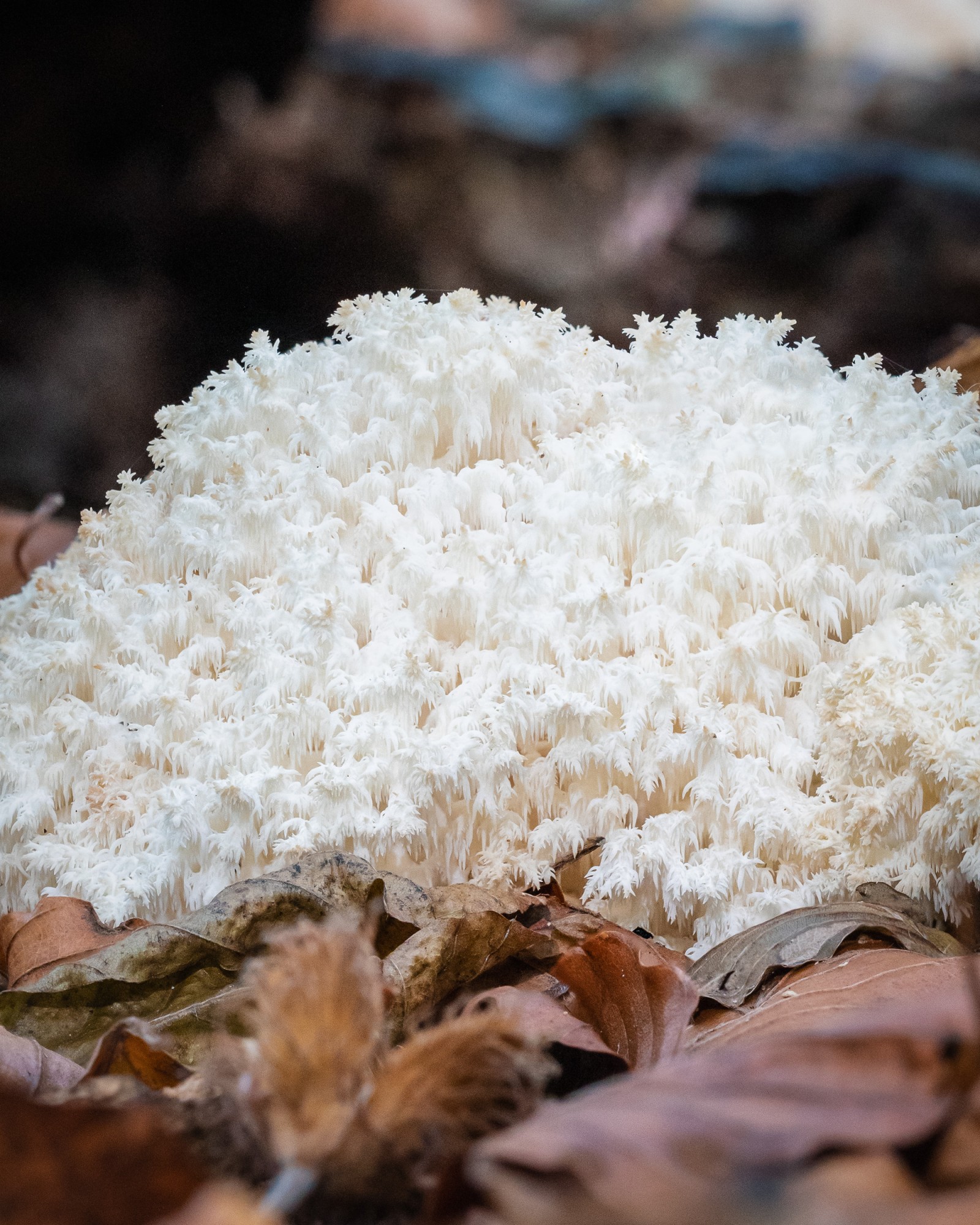 Hericium coralloides