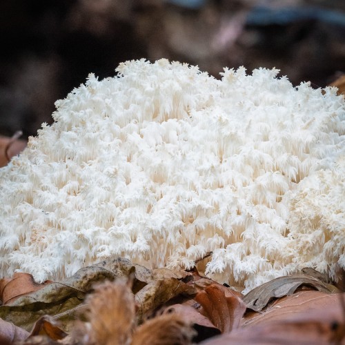 Hericium coralloides