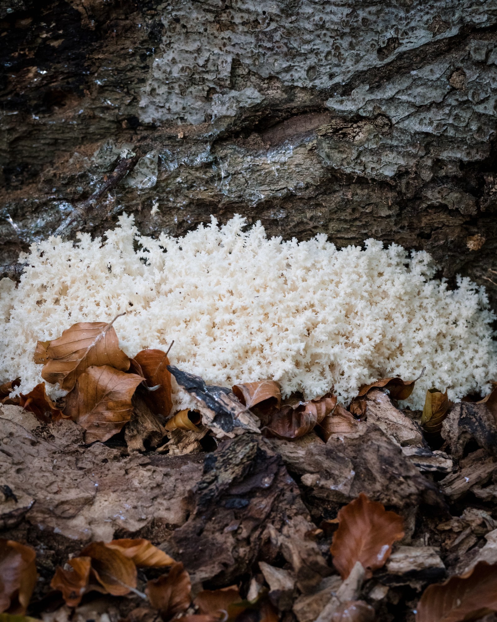 Hericium coralloides