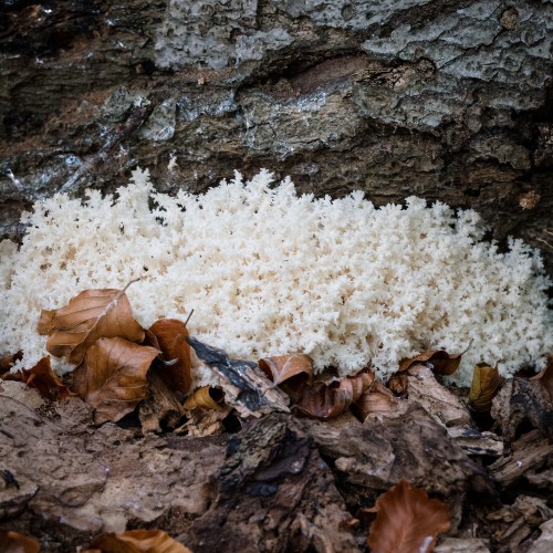 Hericium coralloides