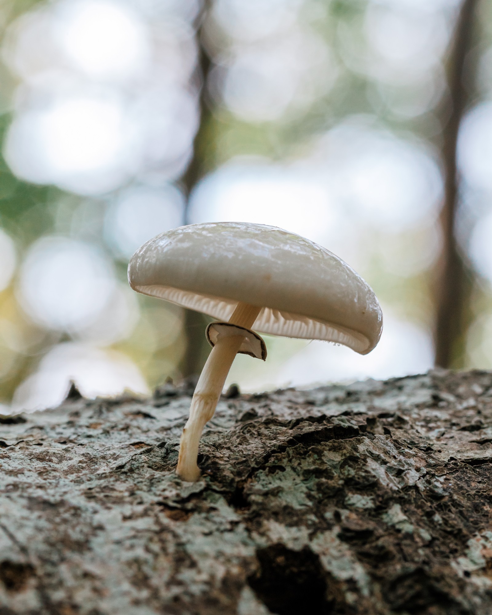 Mucidula mucida