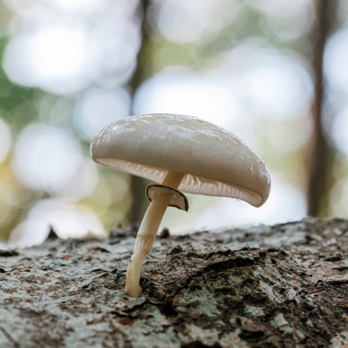 Mucidula mucida