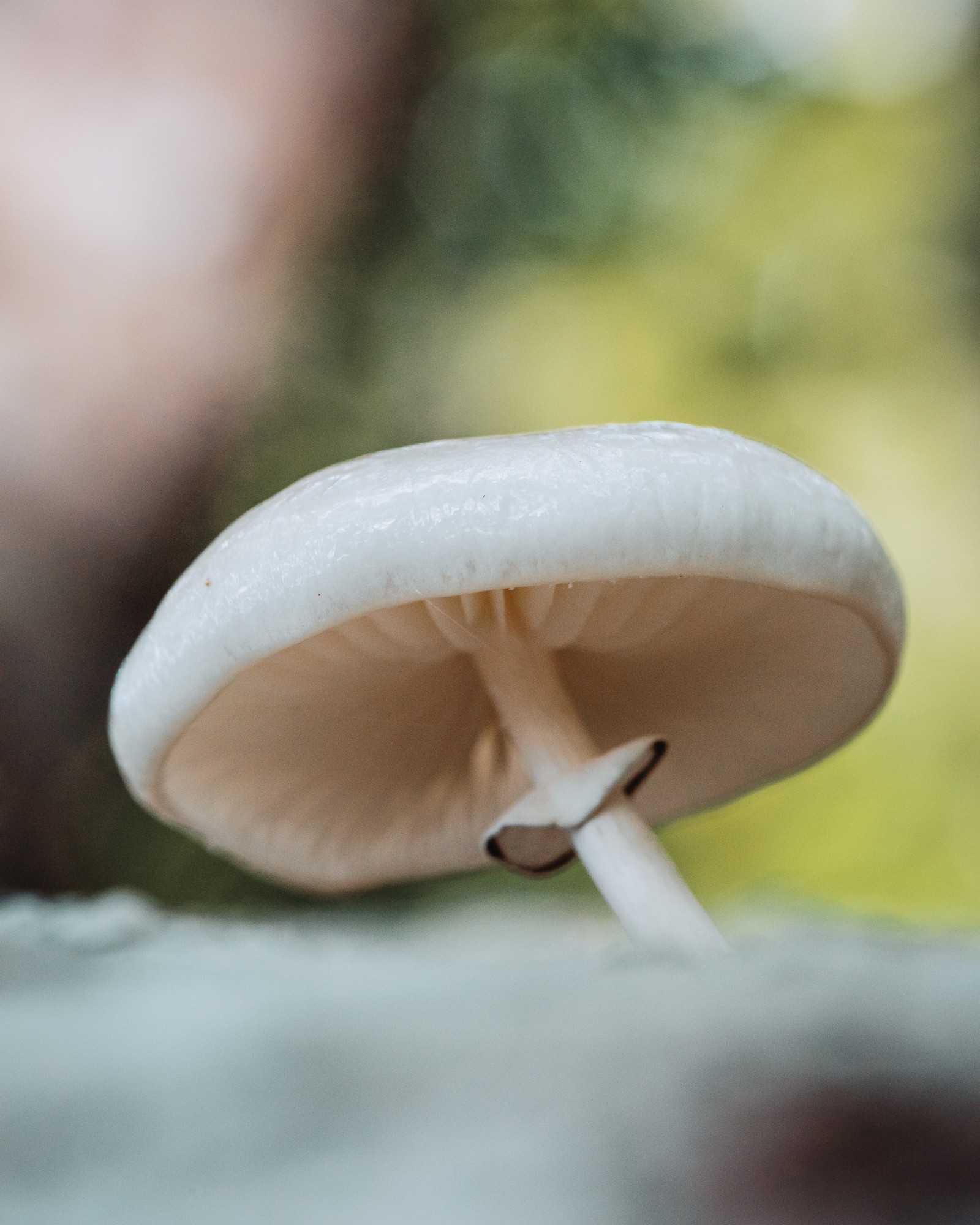 Mucidula mucida