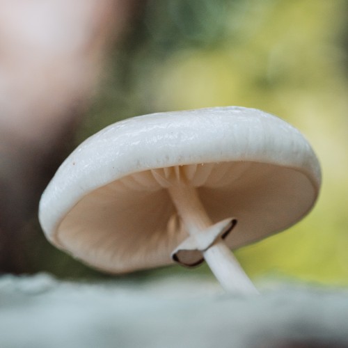 Mucidula mucida