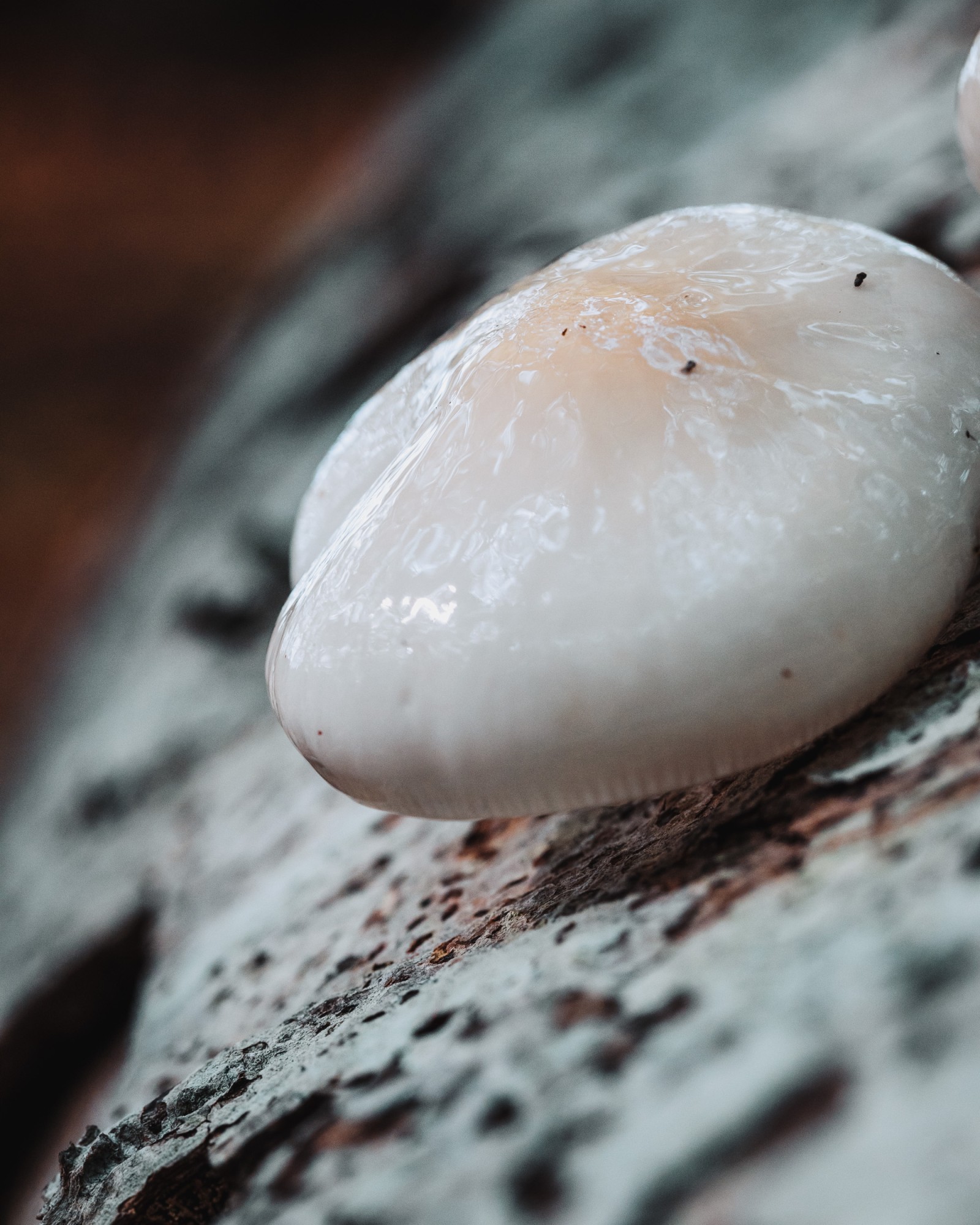 Mucidula mucida