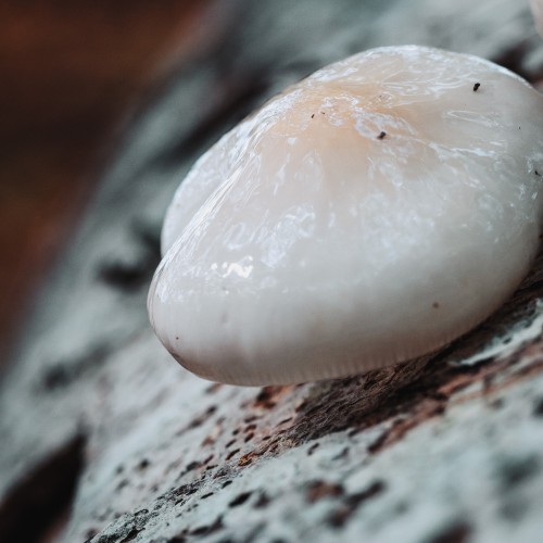Mucidula mucida