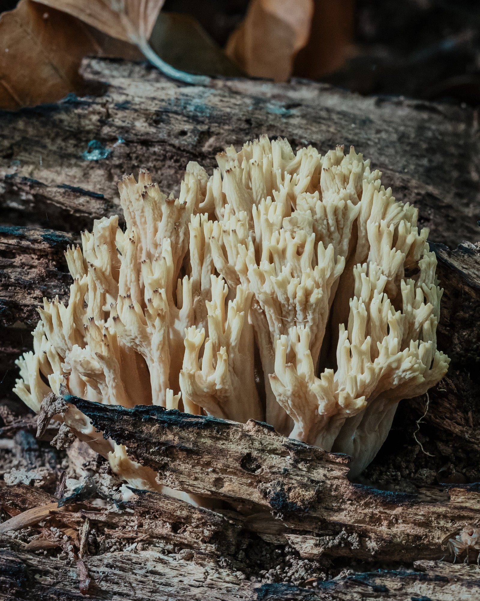 Ramaria sp.