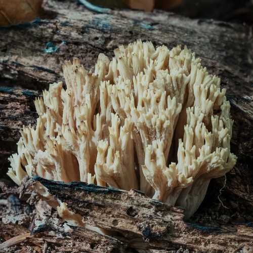 Ramaria sp.