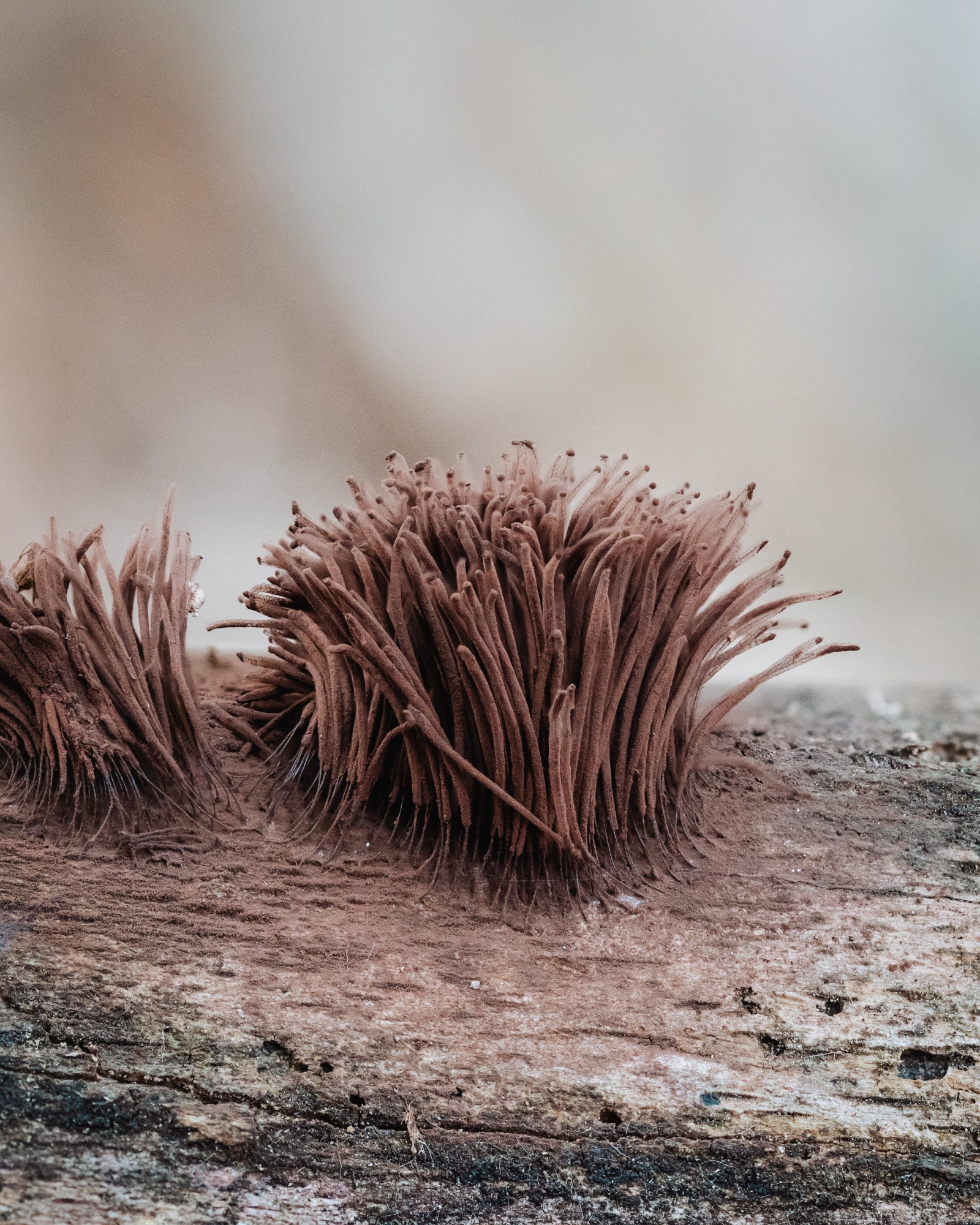 Stemonitis splendens