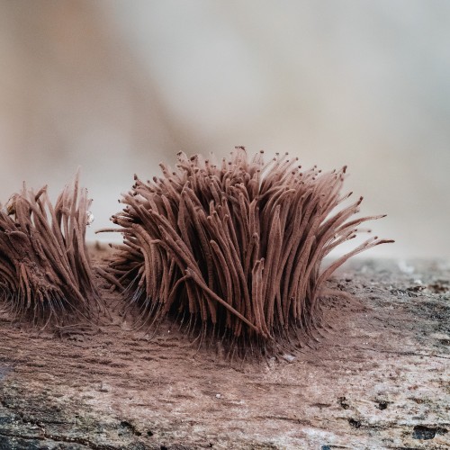 Stemonitis splendens