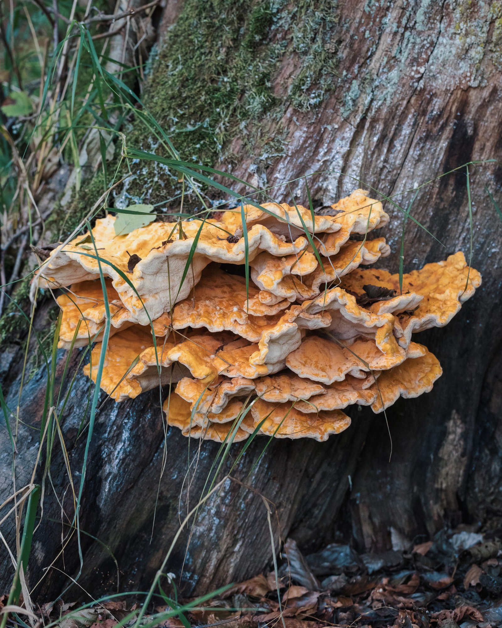 Laetiporus sulphureus