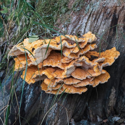 Laetiporus sulphureus