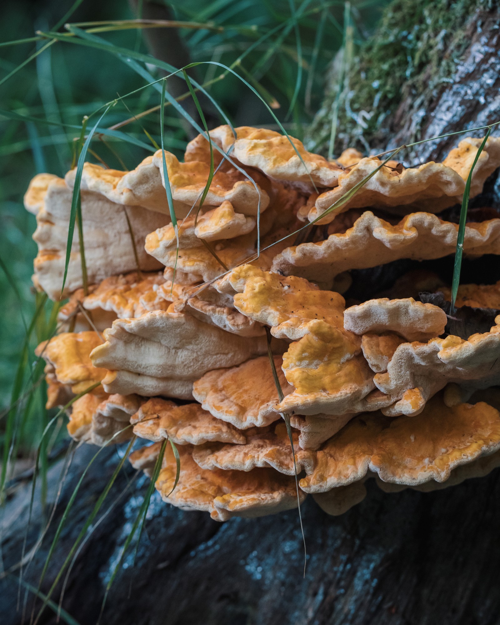Laetiporus sulphureus