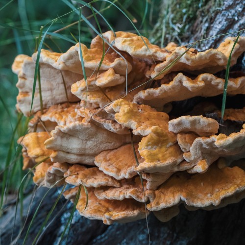 Laetiporus sulphureus