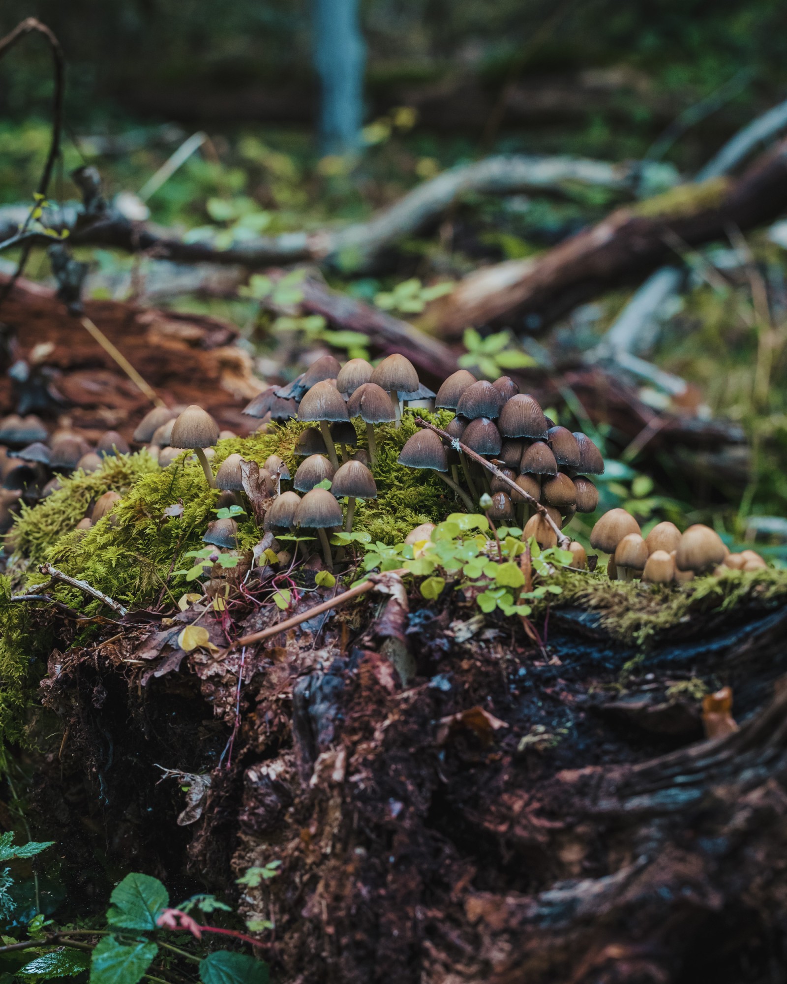 Coprinellus micaceus