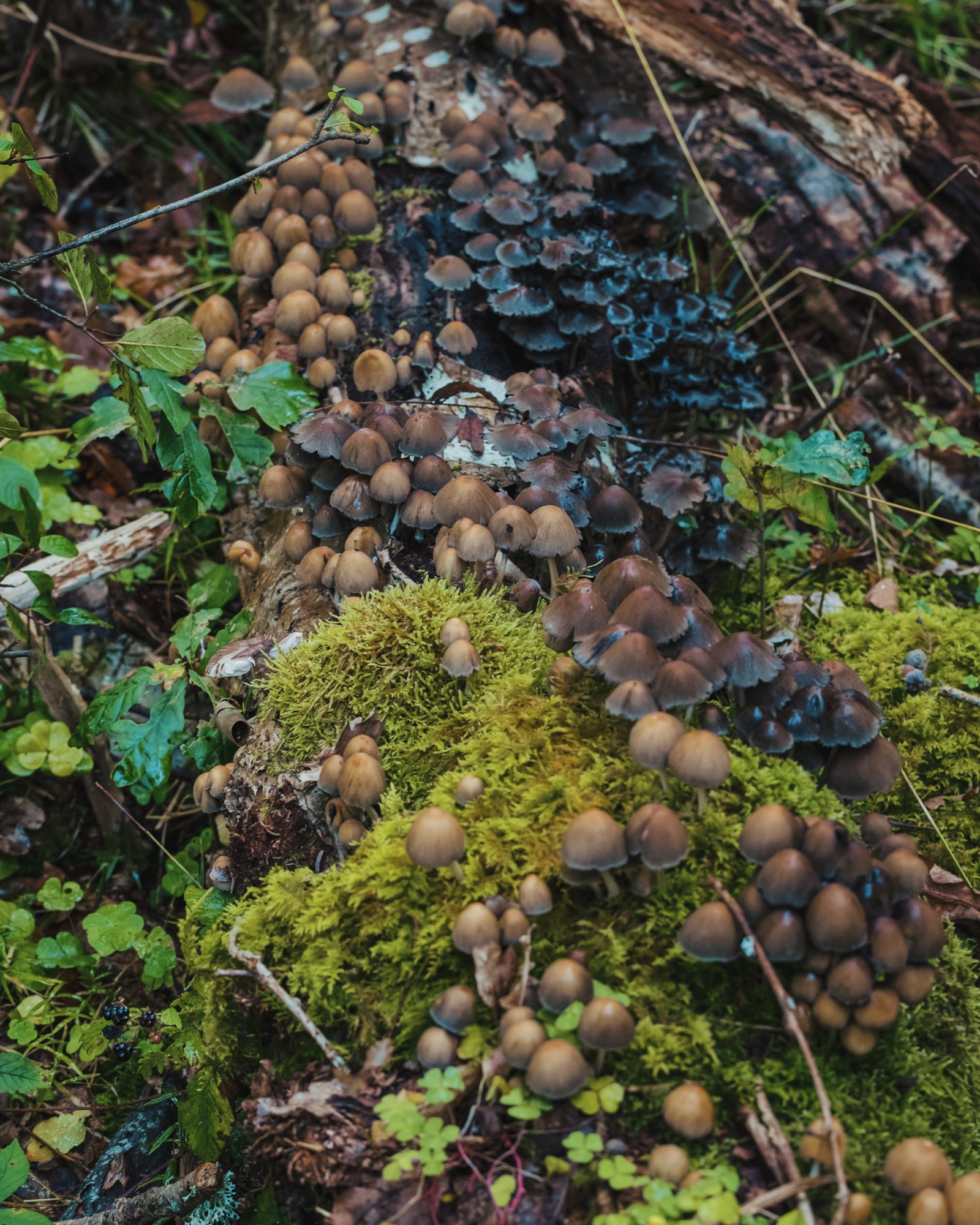 Coprinellus micaceus