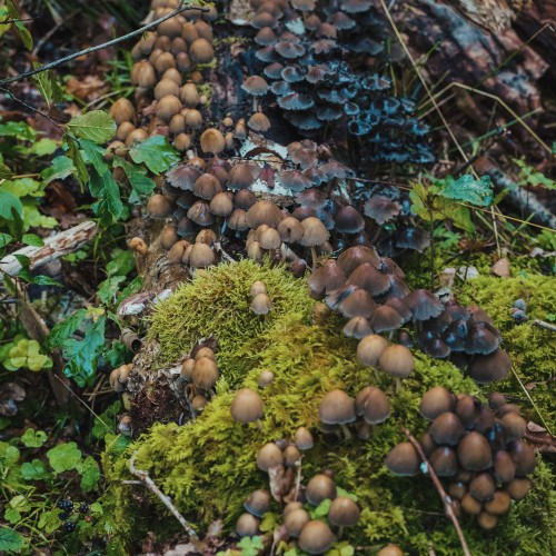 Coprinellus micaceus